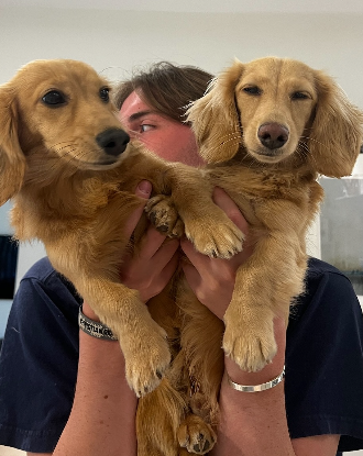 Two golden dogs being held together